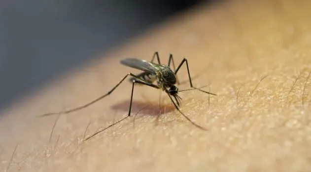 Londrina confirma mais 137 casos de dengue e mantém queda nos registros da doença