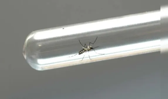 Arapongas confirma 46 casos de dengue e registra primeiro caso de chikungunya em 2026