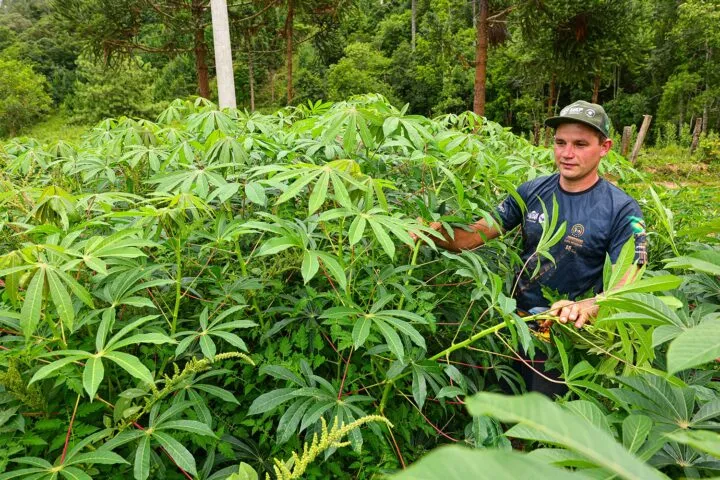 Assistência técnica impulsiona renda e produtividade no Paraná